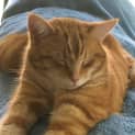 Photo of Harry (Sunny)