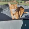 Photo of Harry (Sunny)