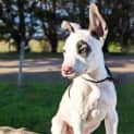Photo of Patch