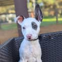 Photo of Patch