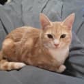 Photo of Gizmo