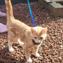 Photo of Gizmo