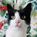 Photo of Arthur Located In Eltham