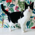Photo of Arthur Located In Eltham