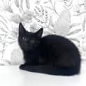 Photo of Mulberry Located In Preston