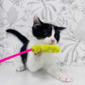 Photo of Pistachio Located In Preston