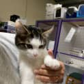Photo of Samson
