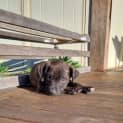 Photo of Milo 12 Week Old Staffy X (Trial 16/7/23)