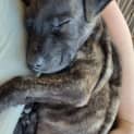 Photo of Milo 12 Week Old Staffy X (Trial 16/7/23)