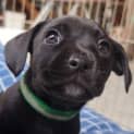 Photo of Pickles