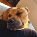 Photo of Ollie