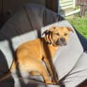 Photo of Ollie