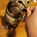 Photo of Pat The Cat