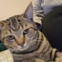 Photo of Pat The Cat