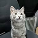 Photo of Gandalf The Grey ( Was Mars )