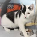 Photo of Snowflake