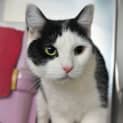 Photo of Oreo