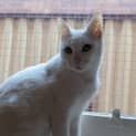 Photo of Casper
