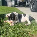Photo of Bonnie   8 Week Old Bull Arab (Trial)