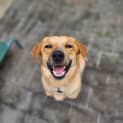 Photo of Fenton