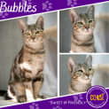 Photo of Bubbles