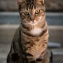Photo of Blossom