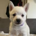 Photo of Laces Pups