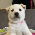 Photo of Laces Pups