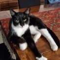 Photo of Monty
