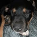 Photo of Freya