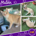 Photo of Malvin