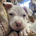 Photo of Leo 13 Week Old Catahoula X (Trial 2/9/23)