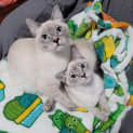 Photo of Hansel And Gretel