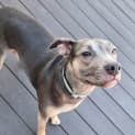 Photo of Lola