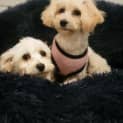 Photo of Klara / Reece