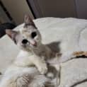 Photo of Sage