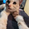 Photo of Sage