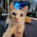 Photo of Sage