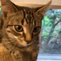 Photo of Mickey Located In Lower Templestowe