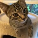 Photo of Mickey Located In Lower Templestowe