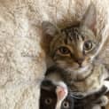 Photo of Mickey Located In Lower Templestowe