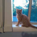 Photo of Ziggy
