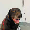Photo of Lovebug