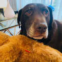 Photo of Lovebug