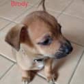 Photo of Brody