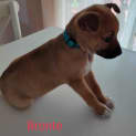 Photo of Bronte