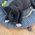 Photo of Scoobs 10 Week Old Staffy X