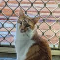 Photo of Chiku