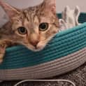 Photo of Nala