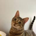 Photo of Nala
